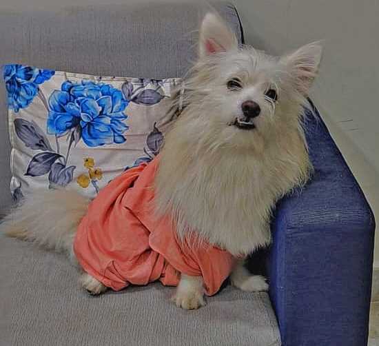 Pomeranian Dogs For Mating In Hyderabad