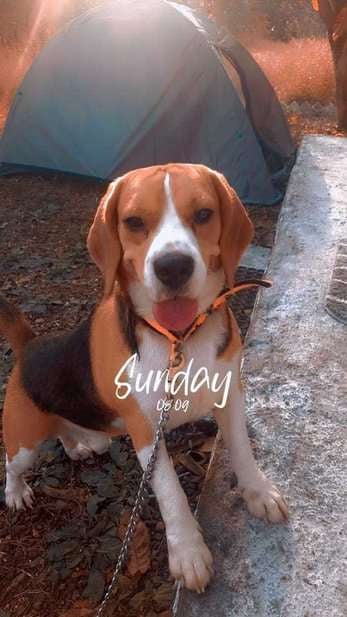 Beagle Dogs For Mating In Pune