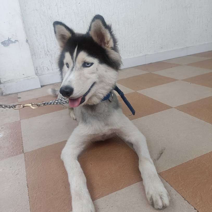 Siberian Husky For Adoption In Aurangabad MH