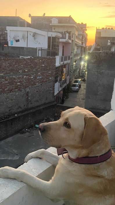 Labrador Retriever For Adoption In Ghaziabad