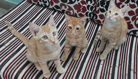 Indian Breed For Adoption In Bangalore