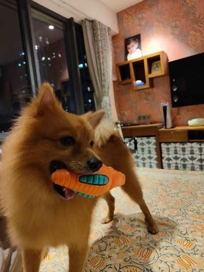 Culture Pomeranian Dogs For Mating In Kolkata