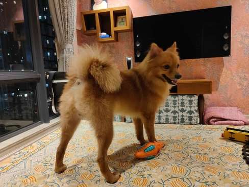 Culture Pomeranian Dogs For Mating In Kolkata