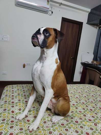 Boxer Dogs For Mating In Hyderabad