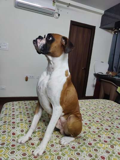 Boxer Dogs For Mating In Hyderabad