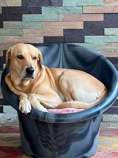 Labrador Retriever Dogs For Mating In Hyderabad