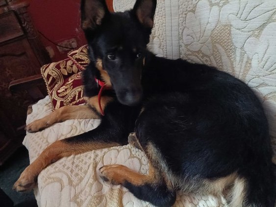 German Shepherd Dogs For Mating In Delhi