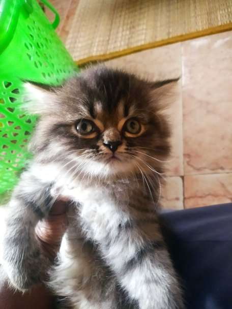 Maine Coon For Sale In Chennai
