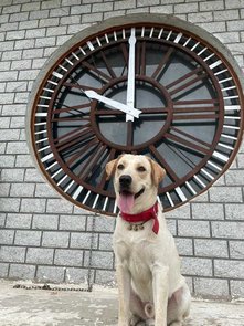 Labrador Retriever Dogs For Mating In Hyderabad