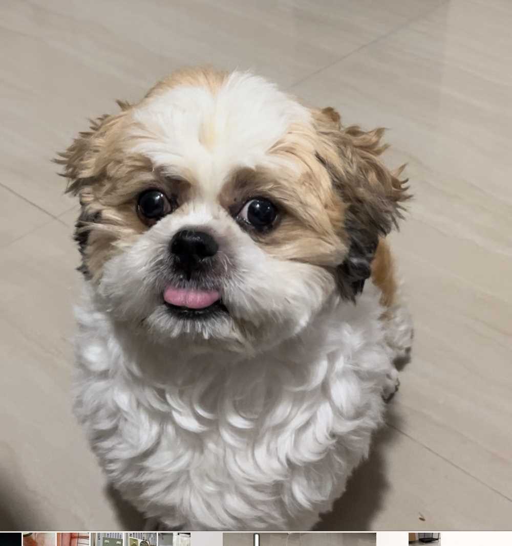 Shih Tzu Dogs For Mating In Hyderabad