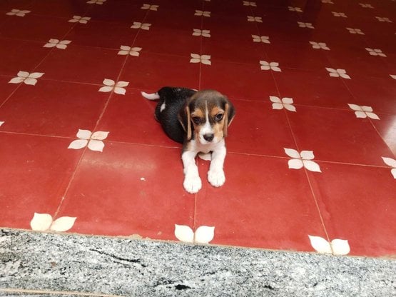 Beagle For Sale In Madurai