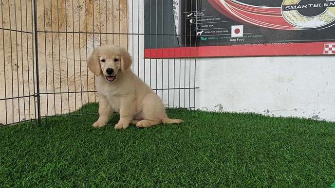 Golden Retriever For Sale In Kolhapur