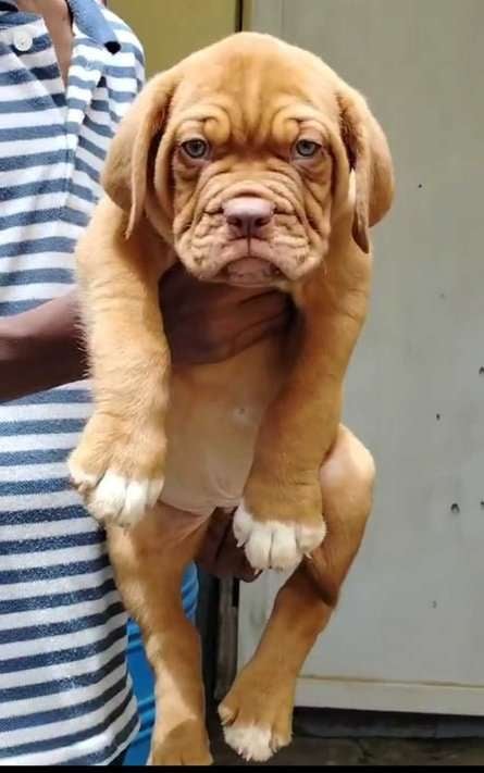 French Mastiff For Sale In Bangalore