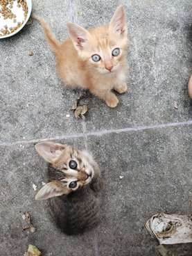 Indian Breed For Adoption In Bangalore