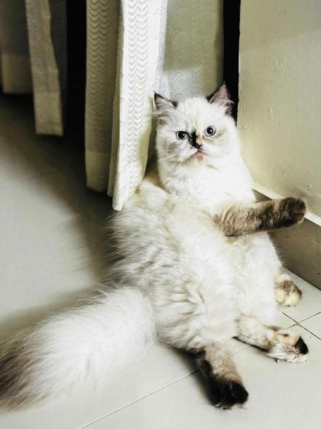 Persian For Adoption In Kannur