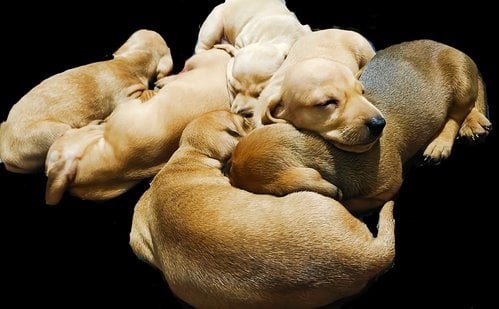 Dachshund For Sale In Indore