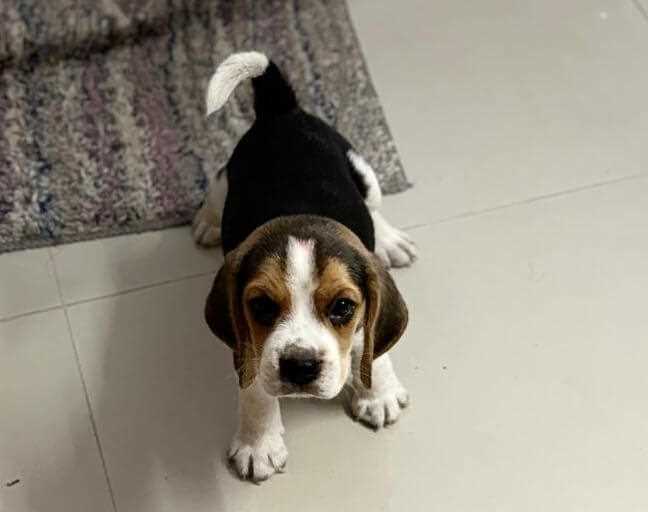 Beagle For Sale In Ahmedabad