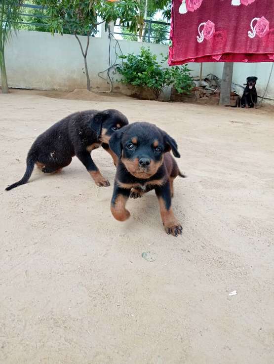 Rottweiler For Sale In Sikar
