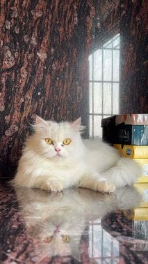 Persian Dogs For Mating In Mumbai