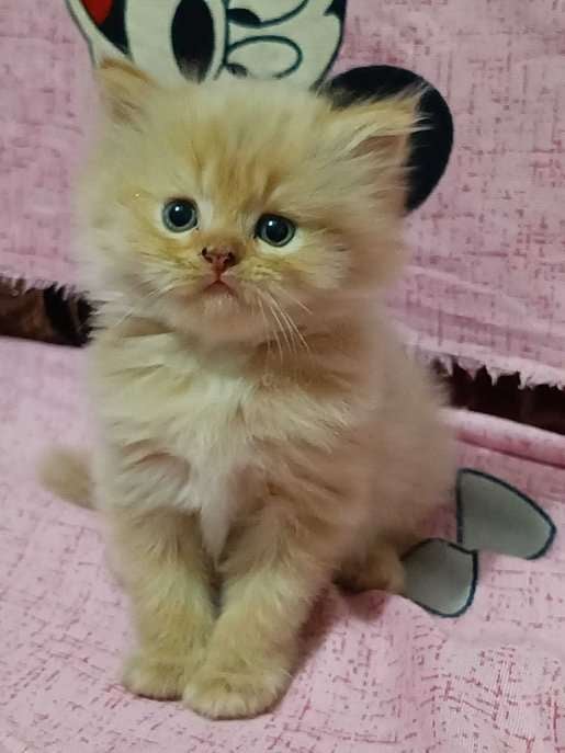 Persian For Sale In Bhopal
