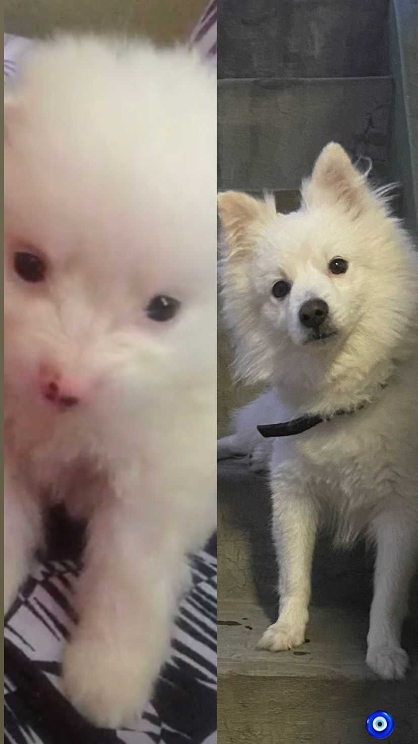 Pomeranian Dogs For Mating In Bangalore