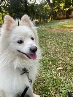 Pomeranian Dogs For Mating In Bangalore