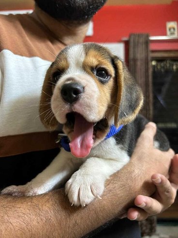Beagle For Sale In Jalgaon