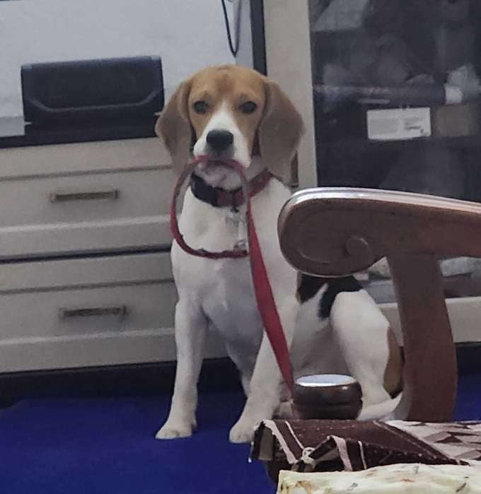 Beagle Dogs For Mating In Noida