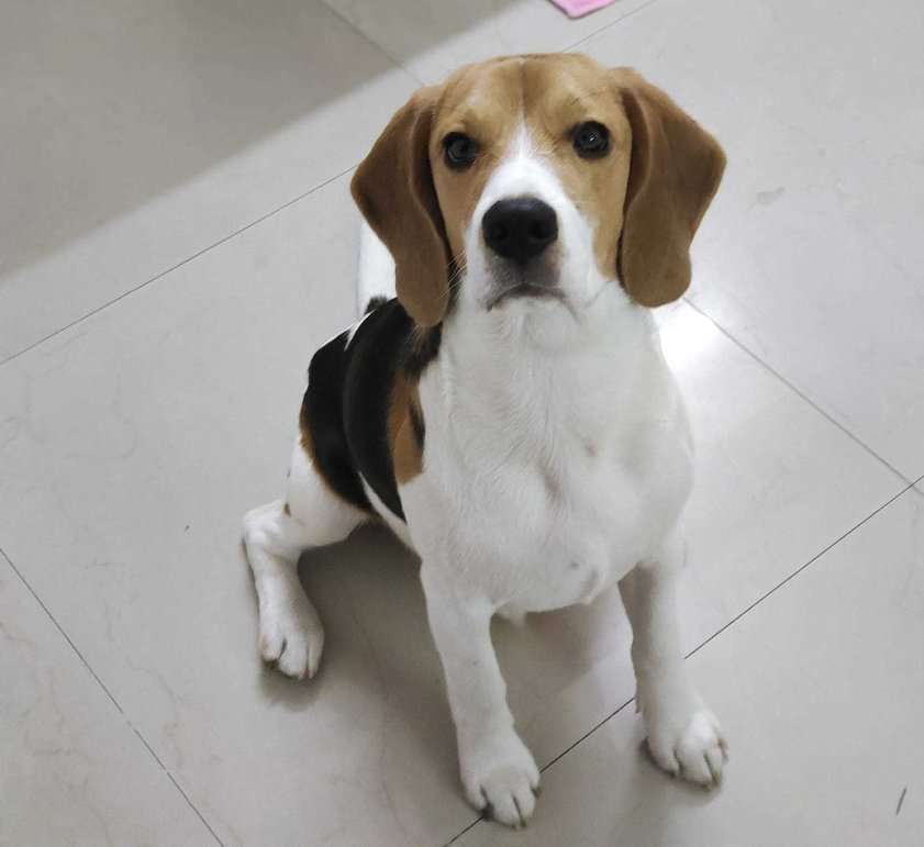 Beagle Dogs For Mating In Noida