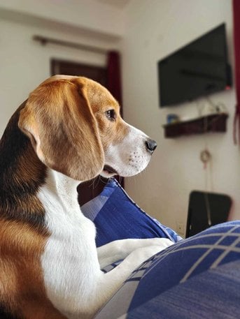 Beagle Dogs For Mating In Noida
