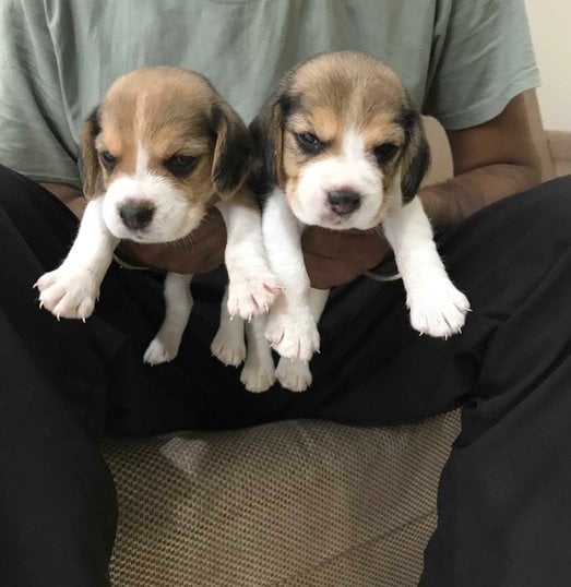 Beagle For Sale In Jaipur