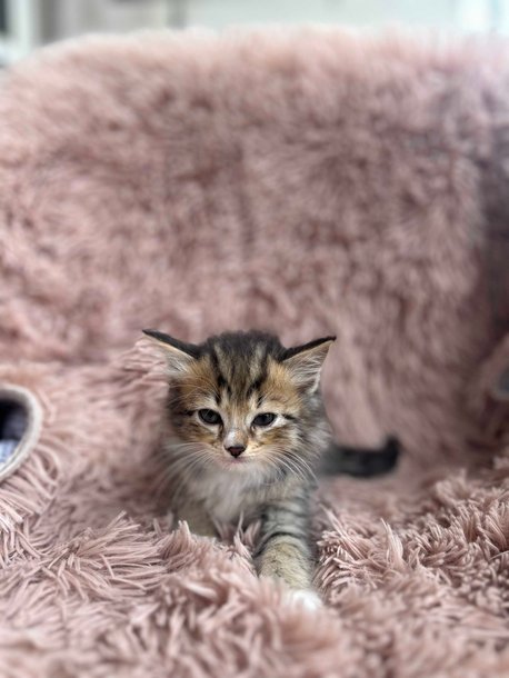Calico For Sale In Bangalore