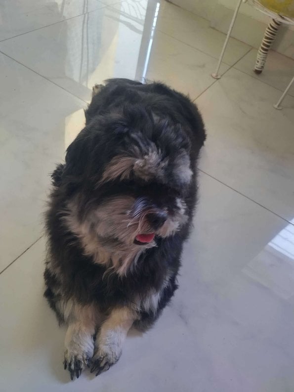 Lhasa Apso Dogs For Mating In Pune