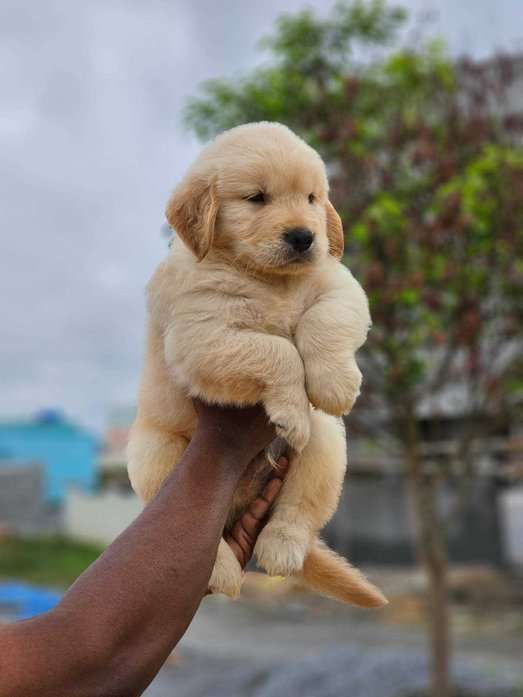 Golden Retriever For Sale In Thane