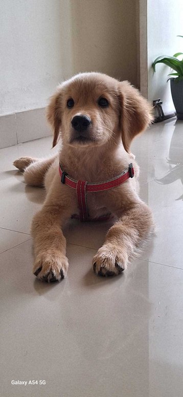 Golden Retriever For Sale In Ujjain
