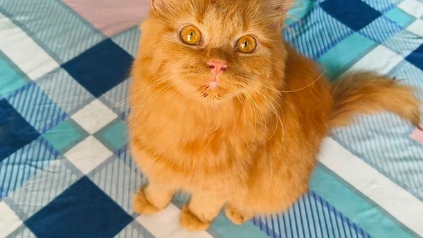 Persian For Sale In Moradabad