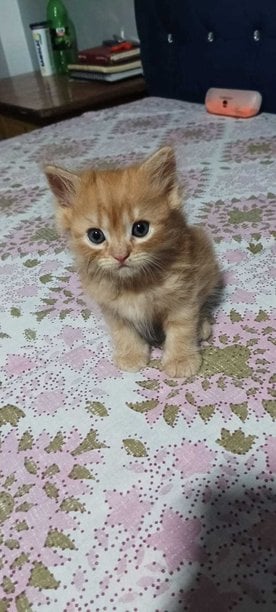 Persian For Sale In Dehradun