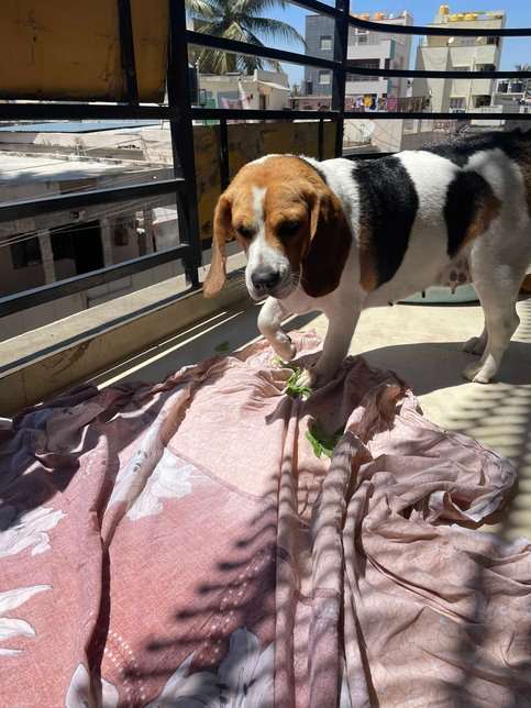 Beagle Dogs For Mating In Chennai