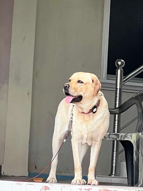 Labrador Retriever Dogs For Mating In Chennai