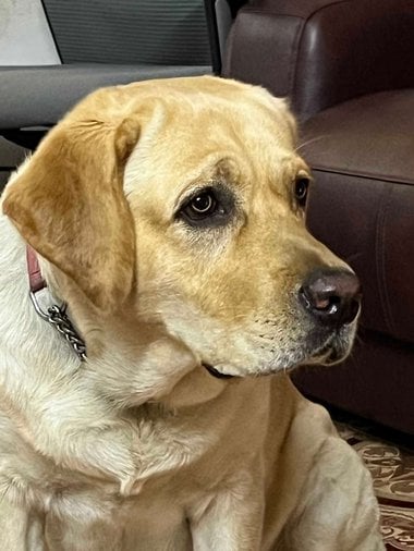 Labrador Retriever Dogs For Mating In Chennai