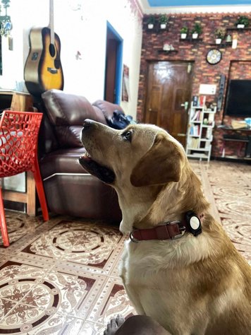 Labrador Retriever Dogs For Mating In Chennai