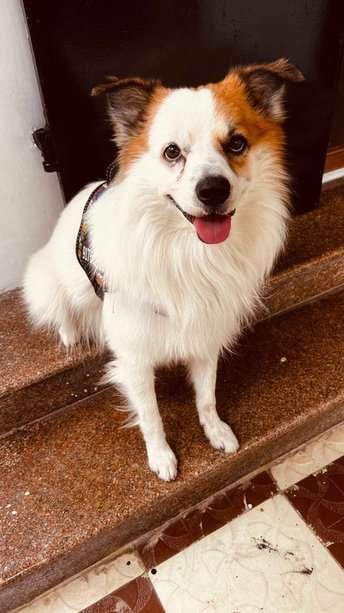 Indian Spitz Dogs For Mating In Chennai