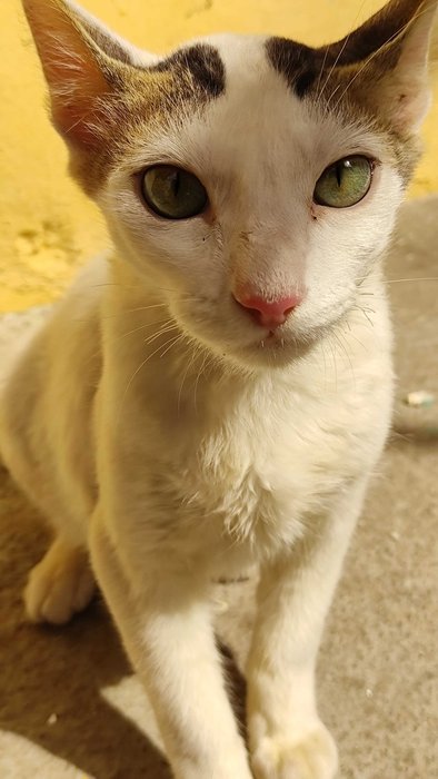 Indian Breed For Adoption In Chennai