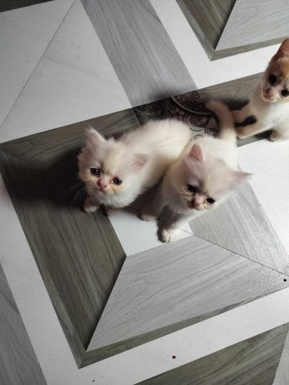 Persian For Sale In Parbhani