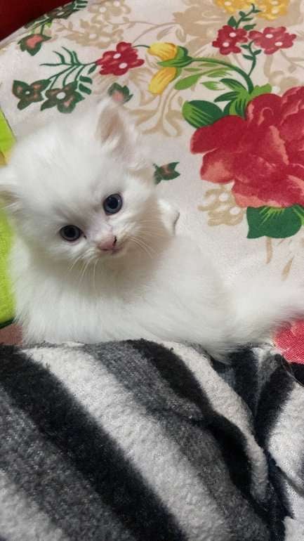 Persian For Sale In Agra