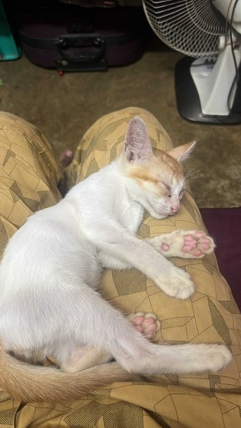 Indian Breed For Adoption In Kolkata