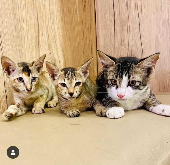Indian Breed For Adoption In Jaipur