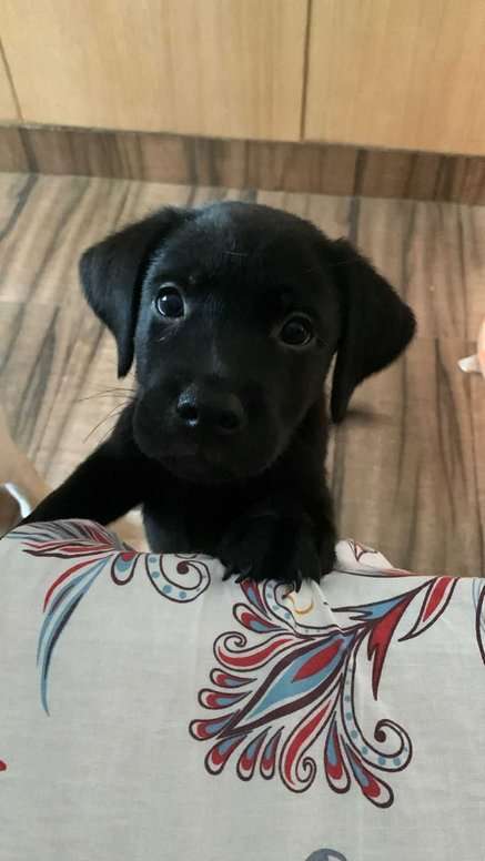 Labrador Retriever For Sale In Noida