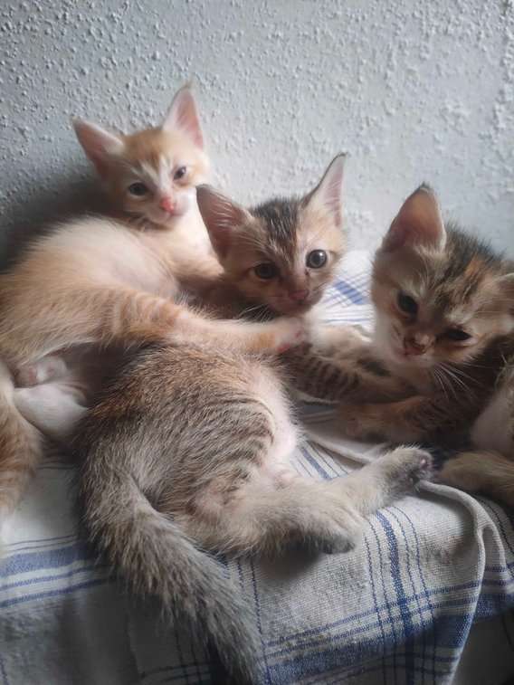 Indian Breed For Adoption In Kannur