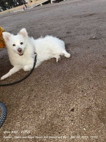 Pomeranian Dogs For Mating In Vadodara